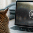 Психологи объяснили, почему видео с котами наби... - ProKazan.Ru