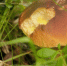 Эксперт из Мурманской области о «червивом» урожае этого лета - SeverPost.ru