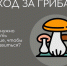 «Тихая охота»: как не превратить сбор грибов в опасное приключение? - BusinessPskov.Ru