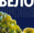 Селяне 10 – 70 лет в Арзгире в День физкультурника по инициативе Центра культуры, досуга и спорта вышли на велопробег - Sk-News.Ru