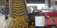 Погарская картофельная фабрика отгрузила продукции на 2,3 млрд рублей - БрянскToday.Ru