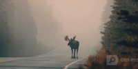 Нейросеть Midjourney - Cher-Poisk.Ru