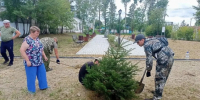 Сквер памяти в Завитинске украсили молодые ели - ИА Порт Амур