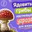 Минздрав Псковской области напомнил правила безопасности для «тихой охоты» - Pln-Pskov.Ru