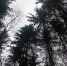 лес - V-Kurse.Ru