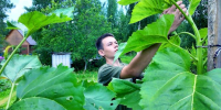 Юный коряжемец — участник конкурса по выращиванию агрокультур огромных размеров - ГТРК Поморье