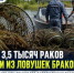 Тысячи раков попались в сети браконьеров: в Ростовской области изъяли более 550 ловушек - Bloknot-Rostov.Ru