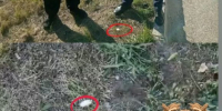 На трассе М-4 «Дон» в Каменском районе задержаны пассажиры с наркотическими веществами - Газета Рассвет