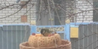 Жителям Волжского предлагают посчитать воробьев в помощь ученым - Блокнот Волжского