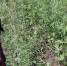 В Павловском районе уничтожено 800 кустов дикорастущей конопли - Отдел МВД России по Павловскому району