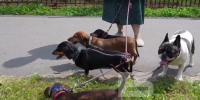 Обнинская пенсионерка каждый день выводит на прогулку пять своих собак - Obninsk.Name