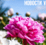 Сегодня во Владивостоке до +25 °C - NewsVl.Ru