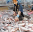 Экспорт морепродуктов из Вьетнама сохраняет рост - Газета Далекая окраина