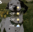 Screenshot - ЗА Новомосковск