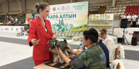 В Лениногорске на Всероссийскую выставку собак приехали 300 участников - Лениногорские вести