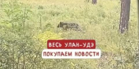 Медведь снова вышел в окрестности села Сотниково в Бурятии - Baikal24.Ru