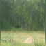 Трёх лесных бизонов заметили у села Лёкёчён в Вилюйском районе - Yakutia-Daily.Ru