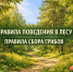 Что нельзя делать в лесу в 2026 году: полный список запретов и штрафов. - Город Ачинск