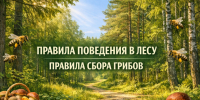 Что нельзя делать в лесу в 2026 году: полный список запретов и штрафов. - Город Ачинск