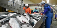 Рыбаки Хабаровского края добыли минтая на 5,6% больше, чем в 2025 году - ИА Хабаровский край сегодня