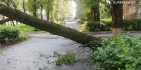 Во время урагана в Ульяновске упали 111 деревьев, были повреждены шесть автомобилей - Ulpravda.Ru