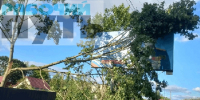 В облцентре дерево три дня висит на проводах, закрывая баннер с героем СВО - Смоленск 2.0