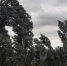 Ожидается усиление ветра - Гайский городской округ