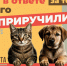 Всемирный день защиты бездомных животных - Библиотеки Миасса
