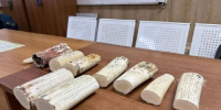 Фрагменты бивней моржа обнаружили читинские таможенники под одеждой у туристов - РТВ-Подмосковье