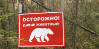 В Татарстане разрешили охоту на бурого медведя - Комсомольская правда Казань