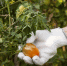 close-up-gardener-with-plants - Газета Восход