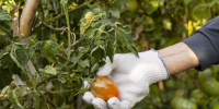 close-up-gardener-with-plants - Газета Восход