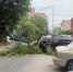 В Ростове-на-Дону огромная ветка упала на дорогостоящую иномарку - DonDay.Ru