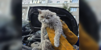 Спасённый из под капота авто очень недовольный кот попал на видео в Москве - ТК Краснодар