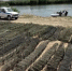Две тысячи незаконно выловленных раков вернули в водоемы: итоги операции полиции и рыбохраны - Bloknot-Volgodonsk.Ru