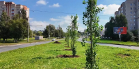 Во Владимире началось озеленение улицы Комиссарова - Комсомольская правда