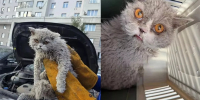 Кошка проехала 20 км под капотом и стала звездой соцсетей - Кубанские Новости