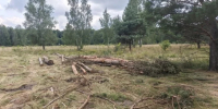 В Курской области проверили ход агротехнических уходов за лесами - Курская правда