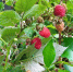 Подкормка малины в августе: инструкция для садоводов - ТРК Татарстан-Новый век