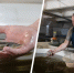 Вот такую краснокнижную рыбу он теперь выращивает. Да, это осетр | Источник: Иван Митюшев / 29.RU - 29.Ru