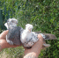 Сейчас у него около 70 особей | Источник: Дарья Харламова / CHITA.RU - 76.Ru