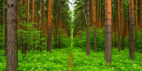 Развожаев: добровольцев привлекают к тушению пожара у пляжа Инжир - ИА Общественная служба новостей
