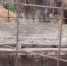 Прокуратура добилась от приставов исполнения решения суда по медведям - Новое дело