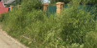 В Уссурийске составлено более 50 протоколов за несвоевременный покос травы - Ussur.Net