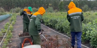 В Улан-Удэ вырастили более 13 тысяч кустов и деревьев - ИА Байкал-Daily