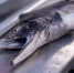 fish 110826 - Газета Магаданская правда