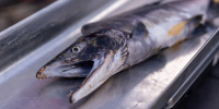 fish 110826 - Газета Магаданская правда
