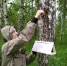 Феромонный надзор в Тюменской области: первые итоги учёта вредителей - Рослесозащита Тюменской области