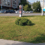 Газоны - Новый Компаньон