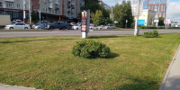 Газоны - Новый Компаньон